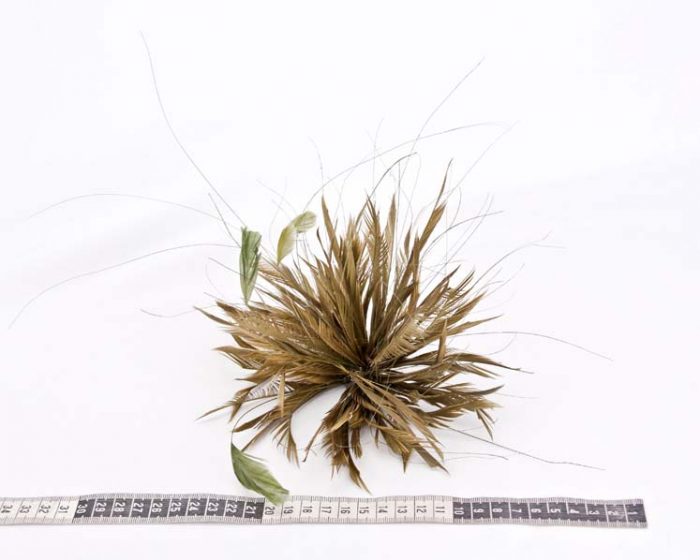 Olive feather flower for fascinators making