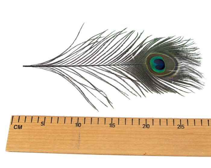 25cm peacock feather - Image 6