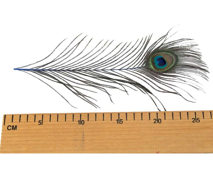 25cm peacock feather - Image 4