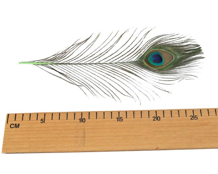 25cm peacock feather - Image 2