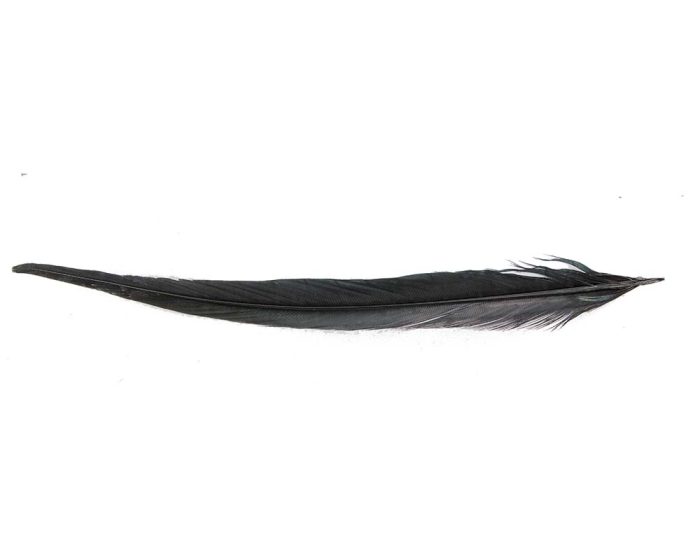 30cm pheasant feather with stripes - Image 4