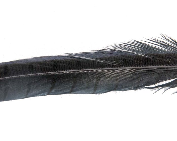 30cm pheasant feather with stripes - Image 5