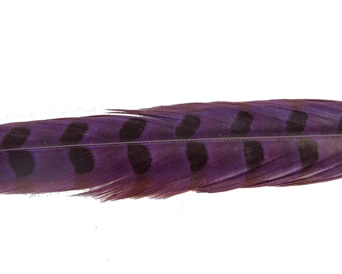 30cm pheasant feather with stripes - Image 3