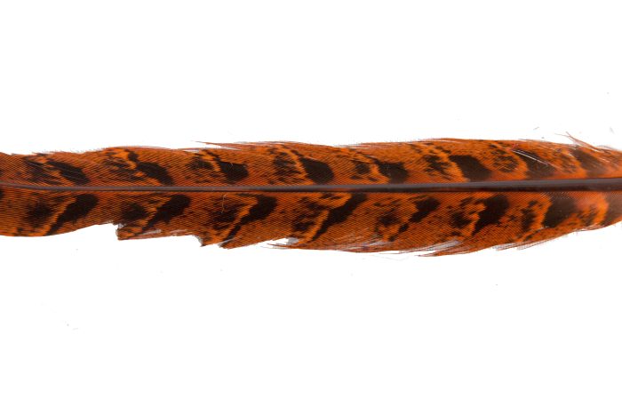 30cm pheasant feather with stripes - Image 10