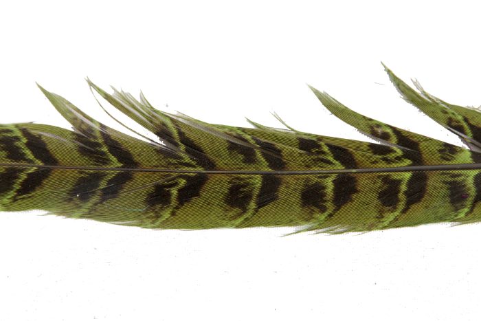 30cm pheasant feather with stripes - Image 9