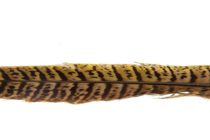 30cm pheasant feather with stripes - Image 6